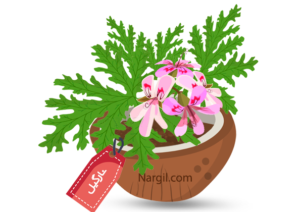 Nargil_Pelargonium Graveolens